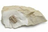 Spiny Trilobite (Kettneraspis) - Black Cat Mountain, Oklahoma #221029-1